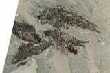 Fossil Fish (Knightia) Mortality Plate - Wyoming #257158-1